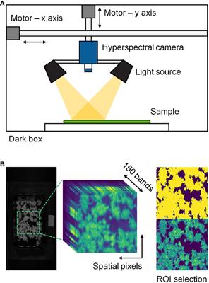 Non-destructive assessment of cannabis quality during drying process using hyperspectral imaging and machine learning